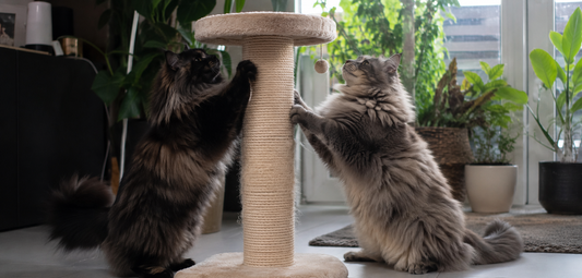 Krabgedrag bij katten uitgelegd